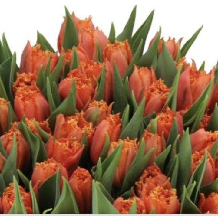 Tulip Orange Passion